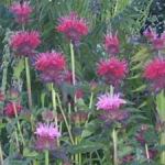 Bergamont Bee Balm Mix - This a mix of two varieties of a spreading plant that has a great aroma. Sprinkle its leaves and flowers in fruit salads. Good plant for poor, well-drained soil. It has a unique flowering habit, funky seed heads which makes it a gorgeous as a cut flower. Butterflies and hummingbirds love this plant and it is drought tolerant and deer resistant. - Click for more details!