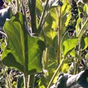 Tobacco - Germination is 14 -21 days Full Sun and well-drained soil. Spectacular display of flowers. A classic variety used in cigarettes, pipe blends and sometimes cigars and wraps. This variety is a very sturdy plant with medium to large upright leaves that ripen evenly to a golden yellow. Produces loads of bright yellow flowers on naturally insect-repelling plants Remove flowers if leave growth size is desired. For home use only. - Click for more details!
