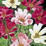 Cosmo Mix - This fabulous flower is an easy to grow mix of pink and white with its petals curled into a tube. Prefers poor soil conditions and shelter from strong winds. Cosmos are great for cut flowers for their unique flowers and airy foliage. - Click for more details!