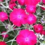 Lychnis - This perennial forms dense clumps of silver-white foliage and multi-branched, gray green stems and produces masses of deep to moderate pink blooms for much of the summer.They are very drought tolerant, and are known to be deer resistant. - Click for more details!