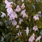 Savory - Winter - Attractive and edible. Use as a miniature shrub or border plant in rock gardens and herb beds. Produces tiny delicate white and pink flowers. Great for soups, stews, flavouring meats and for medicinal purposes. Plant in moist but well-drained soil in full sun. Provide plenty of moisture until well established.