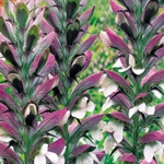 Bear Breeches - A hot seller for those shady areas. Acanthus has large, glossy green leaves that are highly deer resistant. Acanthus then unleashes tall, showy bi-coloured spires of white and deep purple flowers. - Click for more details!