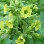 Tobacco - Ancient Hopi - Later bloomer encourages pollinators to stay in your garden all season and will help increase your yield. Leaves can be used for making an insect controlling tea. - Click for more details!