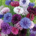 Bachelor Button - Bachelor buttons colourful drifted blossoms are great cut flowers. They are long-lived and cold hardy and do well even in poor soil and dry areas. Great dried flower as the colour remains strong. Just remember to cut them before they are fully open for optimal results. - Click for more details!