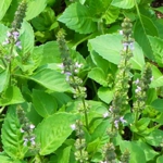 Holy Basil - Basil prefers a rich moist soil with plenty of Sun. It is advised to start your basil in a hotbed in April and the relocate it to a warm border in May planting about 10 inches to 1 foot apart. Basil dies down every year in Canada so it is considered an annual that must be sown every year. - Click for more details!