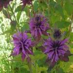 Bee Balm - A slow spreading plant that has a great aroma. Sprinkle its leaves and flowers in fruit salads. Good plant for poor, well drained soil. It has a unique flowering habit, funky seed heads which makes it a gorgeous as a cut flower. Butterflies and hummingbirds love this plant and it is drought tolerant and deer resistant. Note that the bergamot herb is not the source of bergamot oil. - Click for more details!