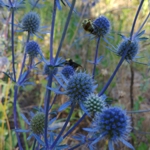 Sea Holly - Dried flower rock star!As you can see by the image the bees adore this plant. Vibrant silver-blue foliage with metallic blue seedpods that sport radiant spiny bracts. Excellent in cut flowers & dried arrangements. Cut before they fully open as these will continue to open in the drying process. Hanging them upside down to dry ensures weaker stems do not flop over. A great conversation piece for a dinner bouquet or garden focal point. Long grown in seaside gardens for its salt tolerance. Deer resistant. - Click for more details!
