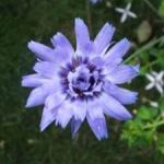 Cupids Dart - seeds in It has attractive gray-green foliage with paper like purple/blue blooms that make superb dried flowers with colour that lasts for ages. Cupids Dart is drought tolerant once established. - Click for more details!
