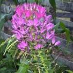 Cleome - Spider Flower - A white and pink mix of outstanding drought-resistant plants. Looks great in a mass in beds. Long lasting cut flower. Called spider flower for its long leg like decorative seedpods. Attract butterflies and hummingbirds because they are built to withdraw nectar from their long stamens that other insects can not. Beautiful backdrop to any garden. Deer resistant and worth planting en masse.