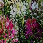 Cleome - Spider Flower - A white and pink mix of outstanding drought-resistant plants. Looks great in a mass in beds. Long lasting cut flower. Called spider flower for its long leg like decorative seedpods. Attract butterflies and hummingbirds because they are built to withdraw nectar from their long stamens that other insects can not. Beautiful backdrop to any garden. Deer resistant and worth planting en masse.