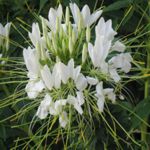 Cleome - Large outstanding drought resistant plants. Looks great in a mass in beds. Long lasting cut flower. Called spider flower for its long leg like decorative seedpods.