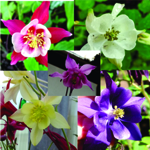 Columbine Mix - Our Columbine patch was extraordinary this year. Now yours will be too! Early Flowers make a bold statement in beds borders, rock gardens and early bouquets. Grows well in part to full shade. Great selection for naturalized or woodland gardens. Gorgeous! - Click for more details!