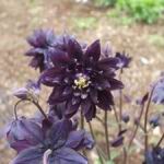Columbine Purple - Superb deep purple pleated flowers that make a bold statement in beds borders, rock gardens and early bouquets. Grows well in part to full shade. - Click for more details!