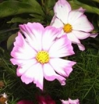 Cosmo - An old favorite of home gardeners all over. Provides tall airy foliage and loads of cut flowers in white, pink and purple shades as well as bi-colour blooms. Very easy to grow and actually prefers sandy soils. Plant outside 6 mm deep in May and get flowers 8 weeks later right up until first frost. Great plant for a child's garden. - Click for more details!