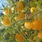 White Rabbit Tomato (Rare) - Heritage and Rare. Delightful as Coyote White but on the milder side. Sweet ,thin skins, no cracking, and as the name may imply, a prolific producer of glorious pale yellow orbs, that almost melt in your mouth. - Click for more details!