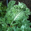 Kale - Cold tolerant beauty with crumpled decorative edges. The plant grows easily and quickly and makes it an excellent winter greens that are high in nutrients and flavour. A must-have for any Salad Garden. - Click for more details!