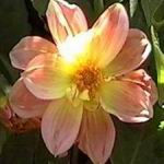Fancy Dahlia - Picture is only one of many colors in this mix of single or double and semi double flowers in a vast range of colors and combination. Flowers only 70 days from seed. Produces ample cut flowers. May be treated as an annual or stored tubers. - Click for more details!