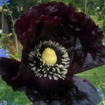 Poppy - Deep Purple - This popular poppy is sure to catch the eye of passers-by. Flowers are dark purple when it buds and slowly fades away to a light purple, leaving a decorative seed pod that can be used in dried floral arrangements. The Poppy is known for its deer resistance and self-sowing capability, making it a great selection for wildflower gardens in rural areas. Stunning in any garden setting. - Click for more details!