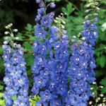 Delphinium - Great early cut-flower. Deer resistant, drought tolerant and an early bloomer that produces a bounty of truly stunning bi-colour and tri-colour flowers.(Especially in second and subsequent years.) Provide even moisture and bright light for best results. A hummingbird favorite. - Click for more details!