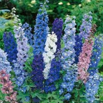 Delphinium Mixed Colors - This mix is full of deep and pastel colour. Cut the flowers to encourage more blooms. Hummingbirds and Bees love the rich colour and nectar of these show stoppers. Delphinium makes a stunning statement in any garden or bouquet. - Click for more details!