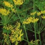 Dill - Quick growing plant with an abundance of flower heads and an intense dill flavour. Successful cultivation of dill requires hot summers; full sun and rich, well-drained soil. Use is soups sauces, pickling and spicing up a favourite dip. Do not plant near fennel if saving seed or cross-pollination may occur. Butterflies love Dill. Deer resistant.