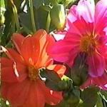 Dahlia Mix - A stunning mix of single or double and semi-double flowers. Red, white, orange and yellow combinations. Flowers only 70 days from seed. Produces ample cut flowers. Great for small bouquets and vases. May be treated as an annual or stored tubers.
Dahlia can be grown in a pot if you provide shade for its pot from the hot afternoon sun. - Click for more details!