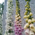 Foxglove Mix - This variety produces spires of white and pink tubular florets with vividly speckled throats. Flowers 1st year from early sowing fall sowing. Plants are hardy biennials. Useful in a wildflower garden as it self-sows easily. Ancients founded the medicinal uses that are still used today in the treatment of heart problems. Hummingbirds love the early and late blooms. Cut flowering stems down to the ground to encourage second spikes. - Click for more details!