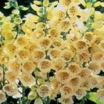 Yellow Foxglove - Foxglove produces spires of large yellow tubular florets with speckled throats. Flowers 1st year from early sowing. Plants are hardy biennials.Useful as cut-flower or wild flowers. Self sowing. - Click for more details!