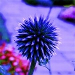 Globe Thistle - Vibrant violet blue with globe shaped flowers on long stemmed silvery blue foliage. Very striking as a cut flower and holds its blue color amazingly well after drying. Grows in any soil as long as it is well drained. Deer resistant, drought tolerant and works well in wildflower garden or herbaceous border. Great addition to a Moon Garden. - Click for more details!