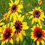 Gloriosa Daisy - Produces loads of super colourful yellow to orange flowers with maroon red centers in various blends. Superb for large containers or beds, dry conditions or poor soil and it will perennialize in warmer climates. Attracts bees and butterflies and is a wonderful cut-flower. - Click for more details!