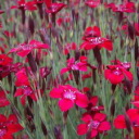 Dianthus - Easy to grow, clump forming growth habit and wonderful clove like scent makes it a great long-lasting, elegant cut flower or filler for table size bouquets. Perfect for beds and borders. Attracts butterflies. - Click for more details!