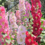 Hollyhock - This biennial beauty shares a stunning mix of tall flowers that create a stunning backdrop for any space. Blooming in late June on. Excellent cut flower. Great for the back of borders & beds. Appreciates wind protection. - Click for more details!