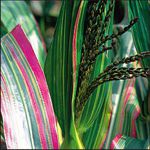 Corn - Japanese Ornamental - Easy and fun to grow. Produces eyecatching plants with beautiful varigated stripes in green white, yellow and even shades of pink! Best in full sun. In the 1890s this variety was known as striped leaved Japanese maize. This plant wil show better colour with wide spacing and pollinates better in groups. This plant creates a wonderful effect and focal point in any garden. Produces multiple cobs with decorative kernels that can be used for flour or popcorn. - Click for more details!