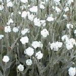 Lychnus - This perennial forms dense clumps of silver-green foliage and multi-branched, gray green stems, and produces pure white blooms for much of the summer. They are very drought tolerant, and are known to be deer resistant. - Click for more details!