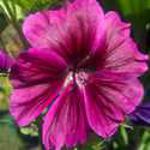 Malva - Perfect for naturalizing in a wild garden or odd corner. Selected for its deep purple, veined bloosoms and hairy textured leaves, these hearty moisture tolerant giants, provide a bounty of cut flowers. The leaves release a musky sent when crushed. Reliable, deer resistant,cold tolerant and a long bloomer. - Click for more details!