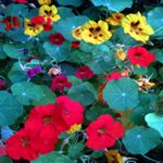 Nasturtium - Nasturtium is extensively used in organic pest control. They are beneficial in attracting aphids away from other prize plants as well as attracting beneficial hoverflies that eat them. Easily grown in any soil and blooms for long periods. Nasturtiums require little water and no fertilizer, as enriched soil tends to produce more foliage than flowers. Use the brilliant colours of the flower petals and spice of the leaves as a garnish or to add the finishing touch to your garden fresh salads. Sweetly scented edible flowers and spicily scented foliage attracts hummingbirds. - Click for more details!