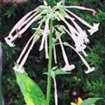 Nicotiana - Pure White - Popular for using massed in beds this tall plant produces large drooping white tubular scented flowers that attract hummingbirds and other beneficial insects. Easy to grow. Great for container plantings and cut flowers. - Click for more details!