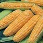 Corn - Peaches & Cream - Sweet, Crisp and Tasty. Plant in staggered rows for best pollination. Produces 6 - 8