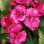 Pinks - Easy to grow. Wonderfully scented garden or cut flowers. Bright and cheerful addition to your garden or bouquets. Great easy care and colour for Part Sun to Part Shade. - Click for more details!
