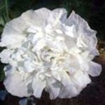 Poppy - Pom Pom white - Multi-petaled, brilliant flowers. Very easy to grow plants, that do well in any soil. Produces flowers 12 weeks from Spring sowing. Large full peony-like flowers. Seed heads great for dried arrangements or other crafts. Collected seeds can be used for topping homemade bread & muffins.