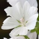 Prairie Mallow - Perfect for naturalizing in moist landscapers and borders. Mallow enjoys full sun but will tolerate some shade in warmer climates. It's attractively divided, hairy foliage produces tall spikes of pink saucer-shaped blooms, make it a useful cut-flower and filler. Keep soil moist to encourage stronger yield. You may also cut back after 1st flowering to encourage a second bloom period. This plant has attractively divided foliage producing tall spikes of white hollyhock like fragrant blooms. - Click for more details!