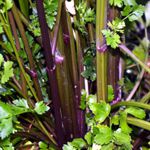 Red Celery - Delicious and colourful addition to the average vegetable garden or dinner plate, because of it striking color. Great in soups, salads and stir-fry or just on its own as a snack or garnish. - Click for more details!