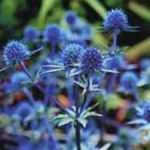 Sea Holly - Vibrant silver-blue foliage with metallic blue seedpods that sport radiant spiny bracts. Excellent in cut flowers & dried arrangements. Cut before they fully open as these will continue to open in the drying process. Hanging them upside down to dry ensures weaker stems do not flop over. A great conversation piece for a dinner bouquet or garden focal point. Long grown in seaside gardens for its salt tolerance. Deer resistant. - Click for more details!