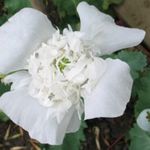 Poppy - Snowbride - The Snowbride poppy is aptly named for its flower, that resembles a wedding hat and veil. A stunning addition to a night garden as the brilliant white petals softly glow in the light of the moon. Great choice for those who have discovered the enchanting Moon Garden. (Moon Garden is also available as a variety pack.)