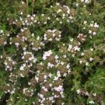 English Thyme - Perennial herb & ground cover. Clip lightly after flowering to encourage bushiness. Grows well in poor well-drained soil. Use fresh or dried for meats, wine sauces, dressing, poultry, eggs, stews and dressings. Aromatic foliage makes it a great companion, patio or border plants. Its medicinal properties include being an astringent, anti-fungal and an antiseptic. A must-have in any herb garden.