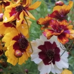 Coreopsis - Coreopsis ticseed was quite the show off this harvest. We recommend planting in a full sun location for best results.Butterflies simply adore this as do the hummmingbirds. Delicate addition to cutflower arrangements. Harvest when buds are just opening for longer lasting vase time. - Click for more details!