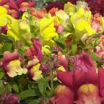Trailing Snapdragon - A spectacular trailing mix of colourful,
scented flowers that started early and finished late. Perfect for containers, baskets and borders,beds and cutting. Very easy to grow, deer resistant plant that attracts bumble bees. - Click for more details!