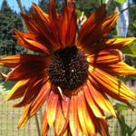 Velvet Queen Sunflower - A beautiful addition to your garden. Birds will flock to the flowers when the seeds are ripe providing a natural bird feeder or collect the seed head for your self for next years planting. Very sturdy in poor soil but an avid producer in evenly moist soils.
- Click for more details!
