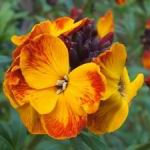 Wallflower - Scented goddess. The perfect border plant that is great in beds. This early, lengthy bloomer provides masses of sweetly scented flowers in marbled and solid colours. Plant in a sunny, open position in well-drained fertile soil. Cut back after blooming leaving only a few leaves on each stem. Spectacular cut-flower. The incredible aroma easily fills a room. Very easy to grow and deer resistant. Great early Spring scent and colour. Will bloom early as February in warm climates. - Click for more details!