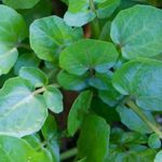 Watercress - Watercress is highly prized for its vitamin content and distinctive peppery taste. and crisp texture. Best grown near free-flowing water, in a container without drainage or in a winter garden where the moisture content is the highest. - Click for more details!